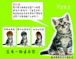 萌猫一只