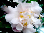山茶花