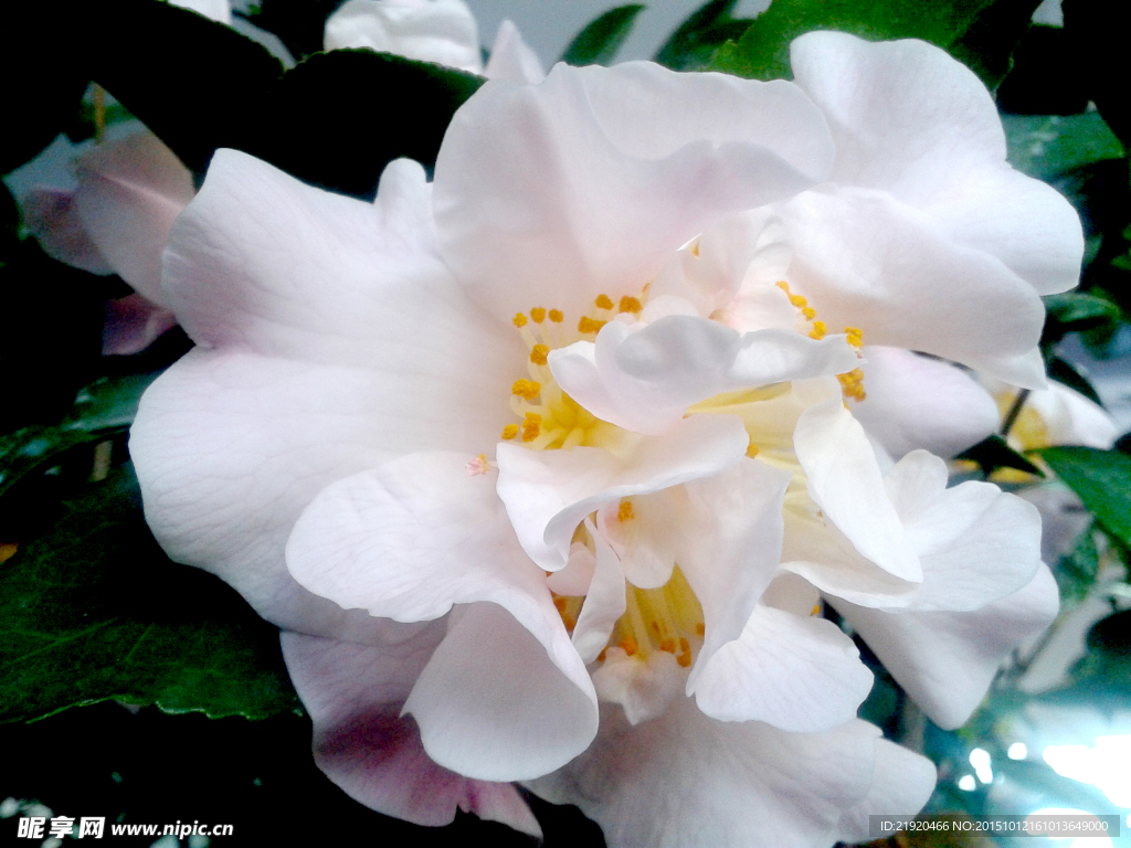 山茶花