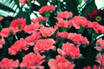 红花 会场装饰花
