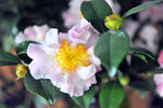 山茶花