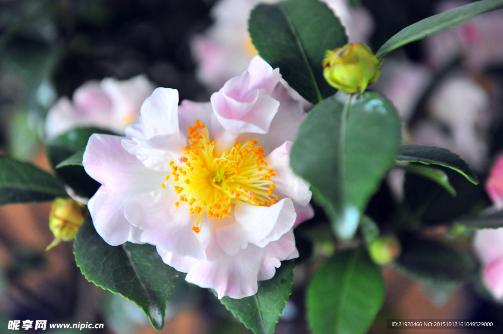 山茶花