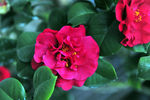 山茶花