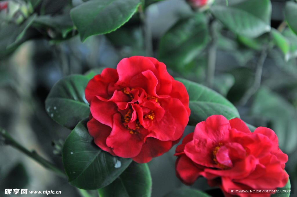 山茶花