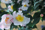 山茶花