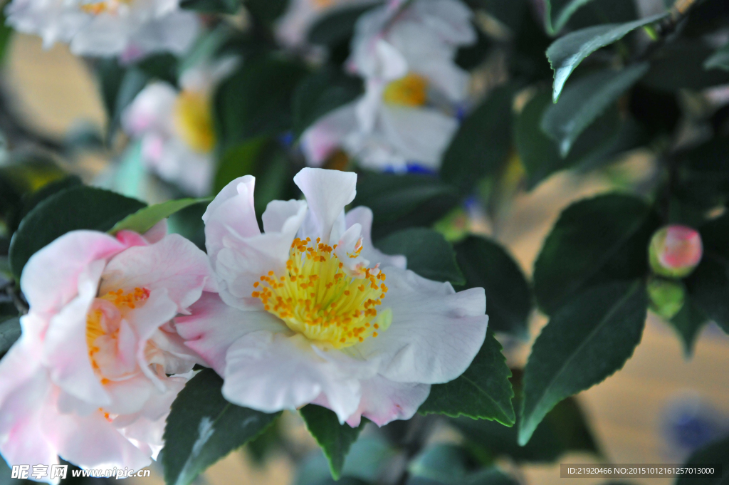 山茶花