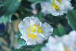 山茶花
