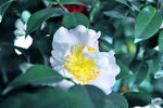 山茶花