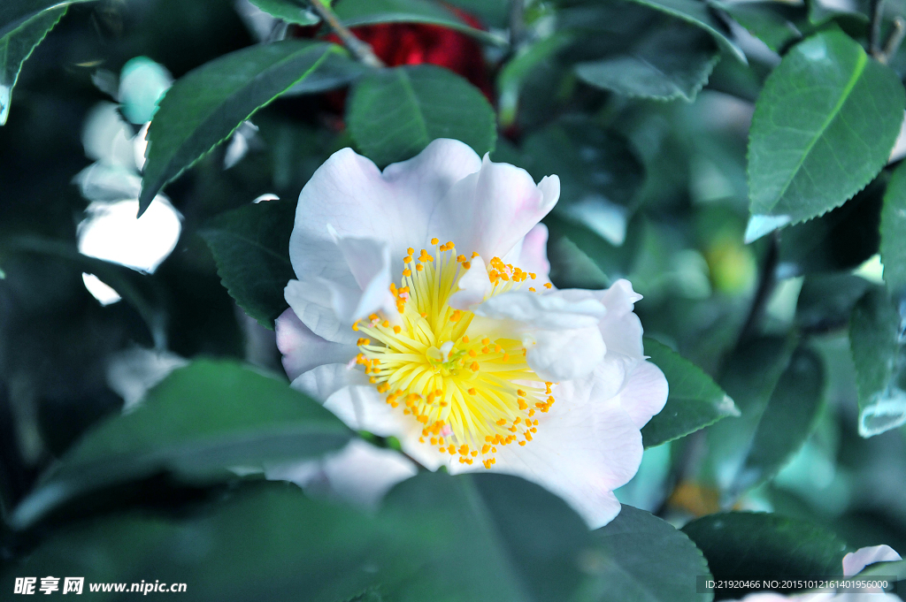 山茶花