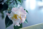山茶花