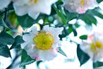 山茶花