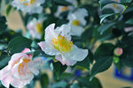 山茶花