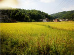 田园