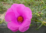 格桑花
