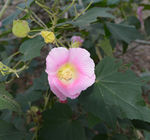 木棉花