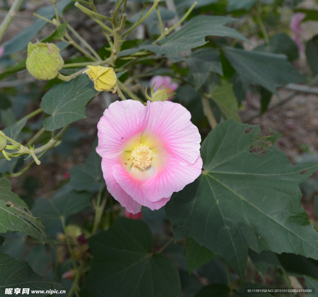 木棉花