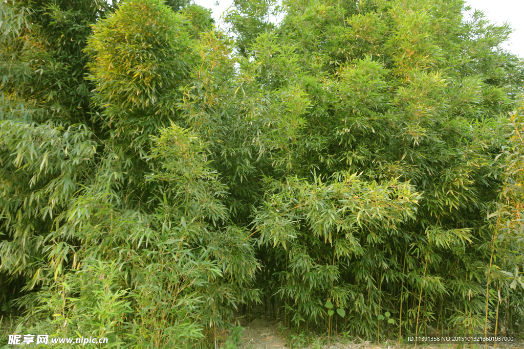 竹林
