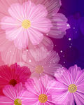 花瓣