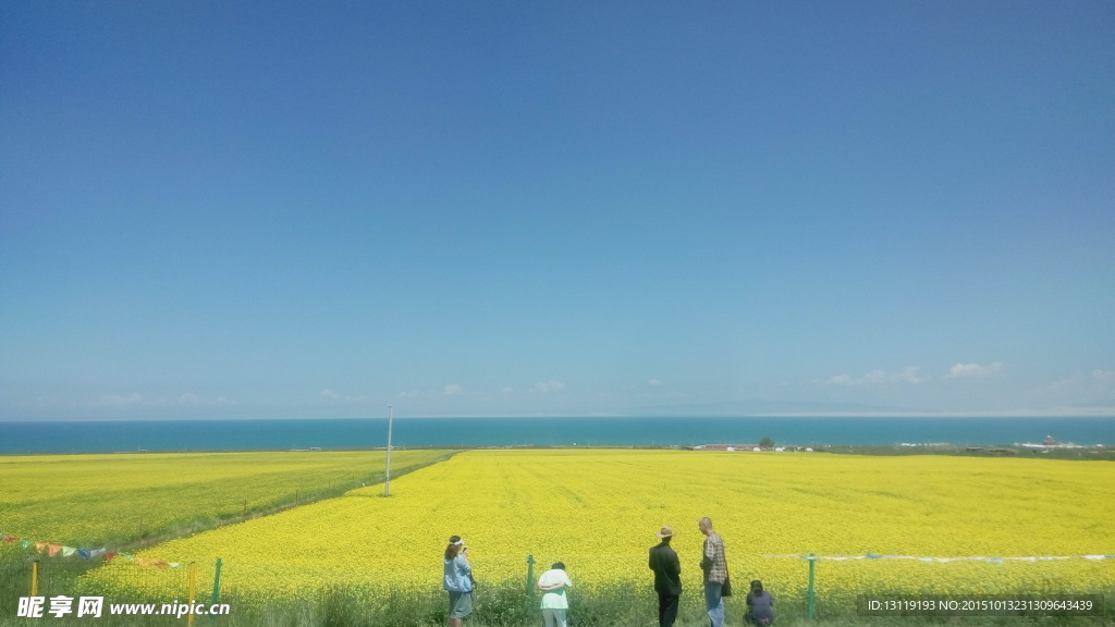 青海油菜花