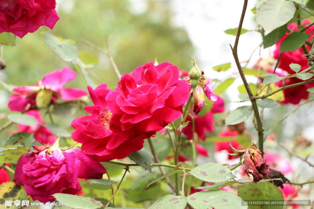 月季 鲜花