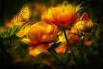 黄花