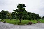 公园 松树