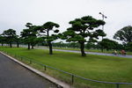 公园松树