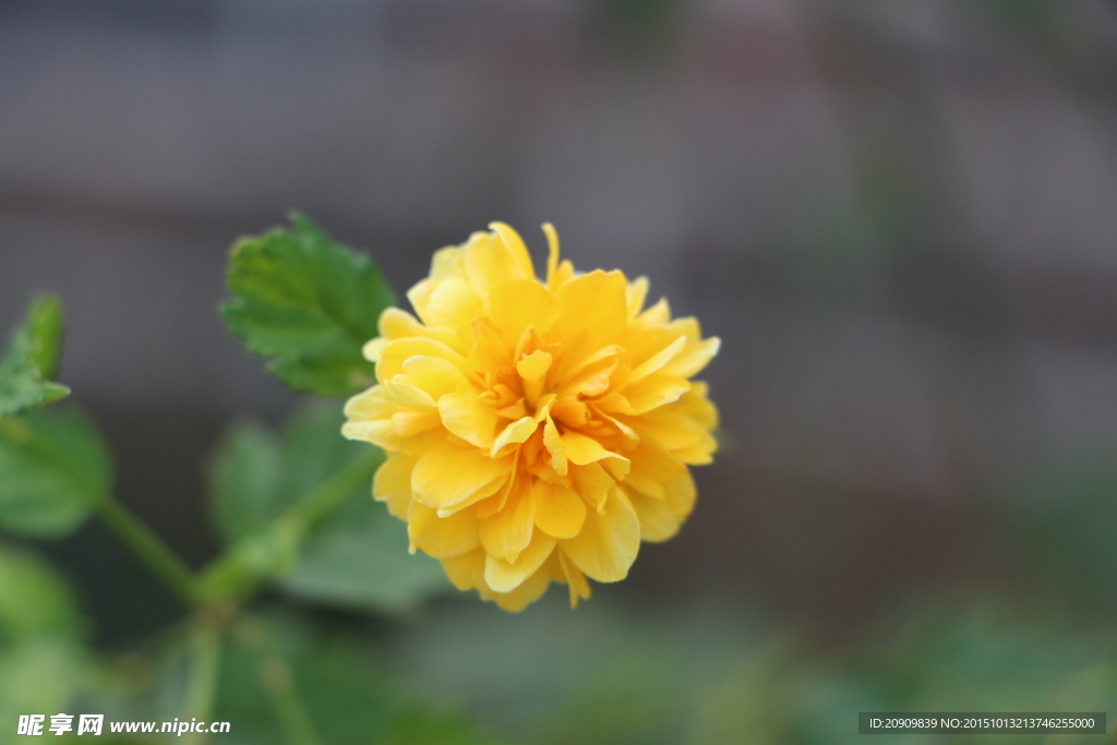 小黄花