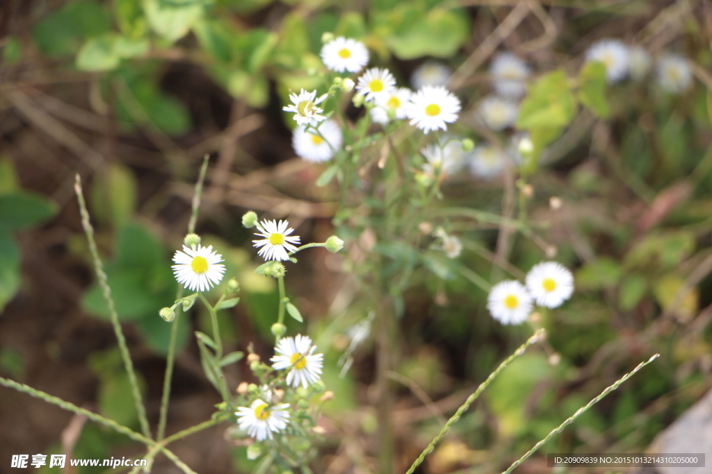 野生小菊花