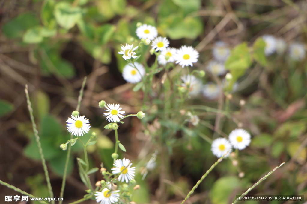 野生小菊花