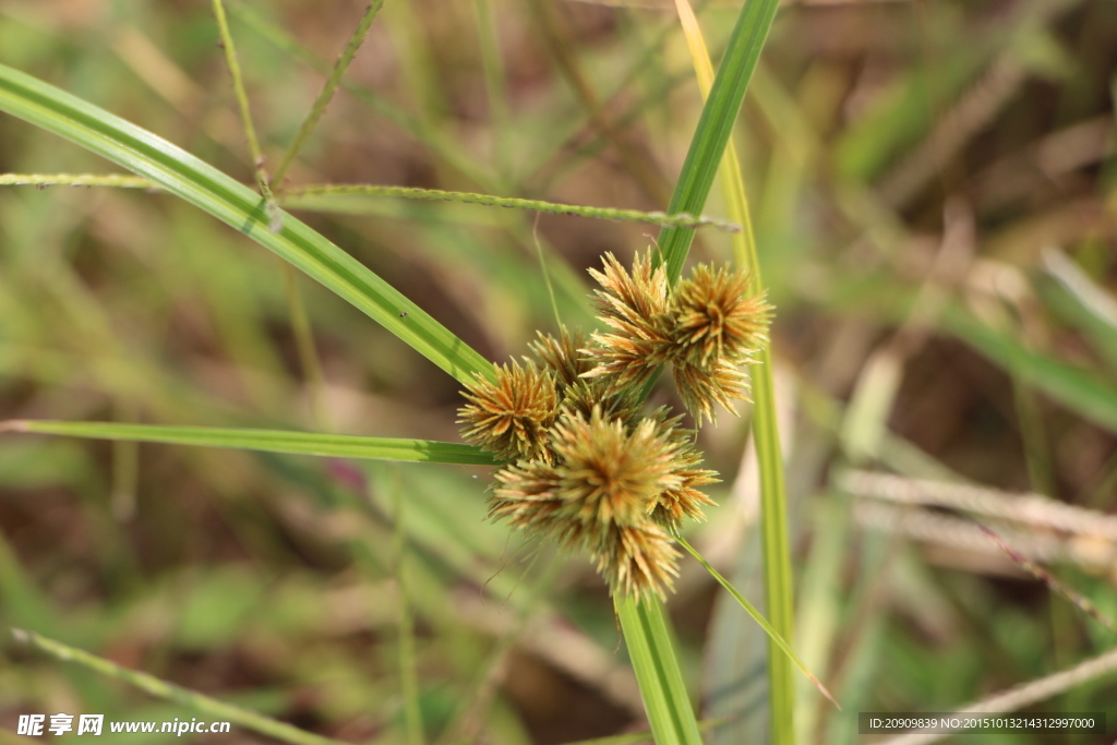 小野草