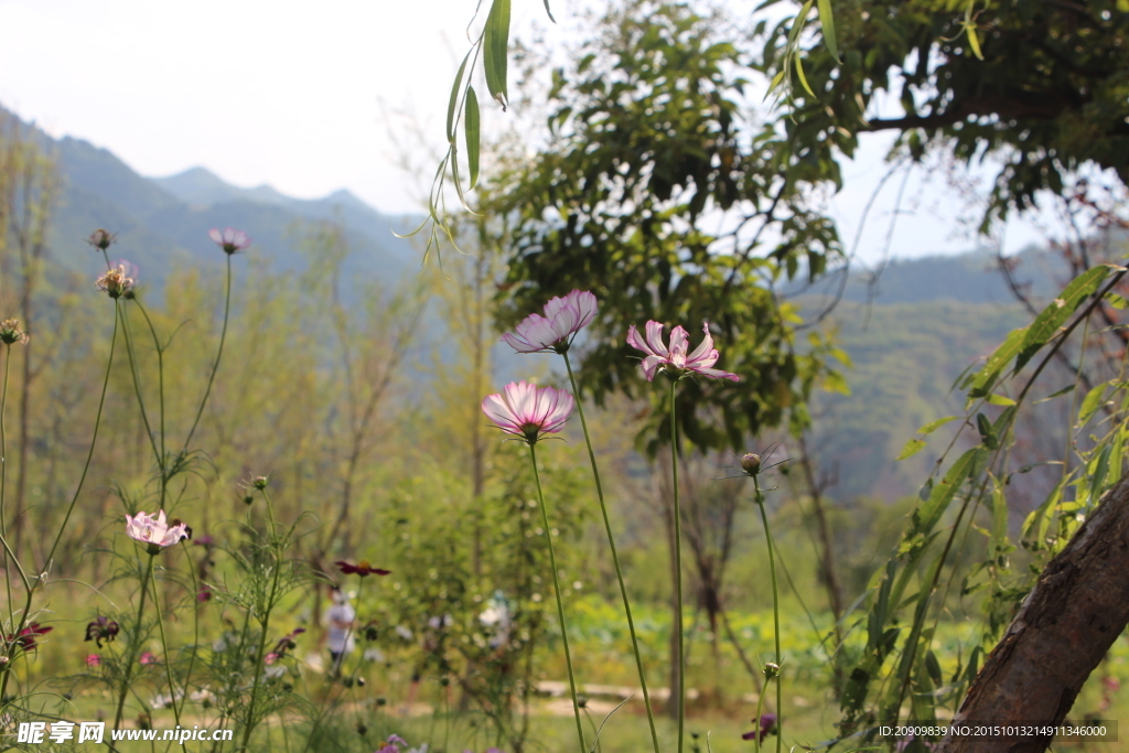 大山里的风景