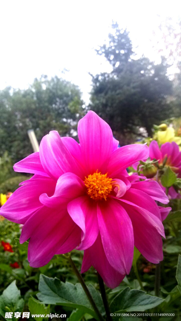 小野花