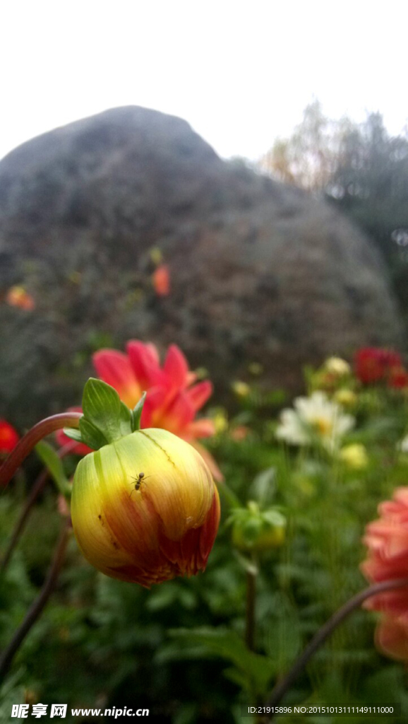 小野花