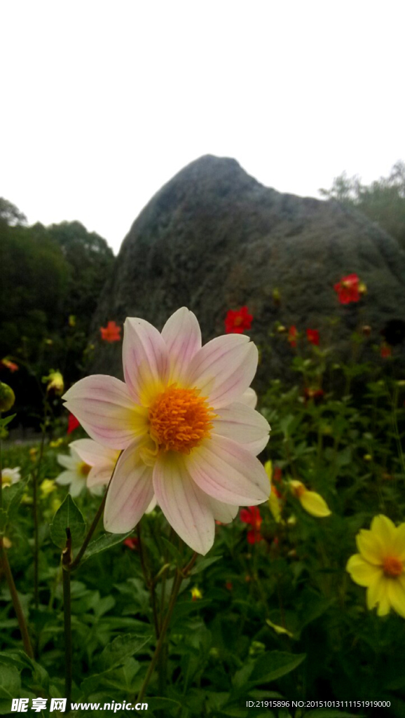 小野花