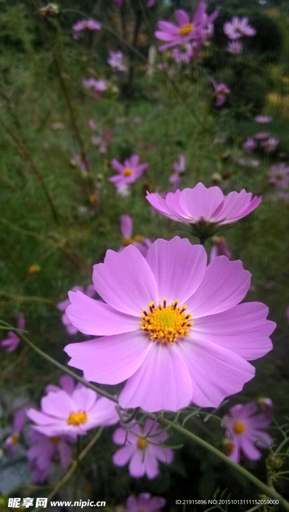 小野花