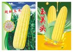 超甜玉米