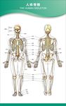 人体骨骼挂图