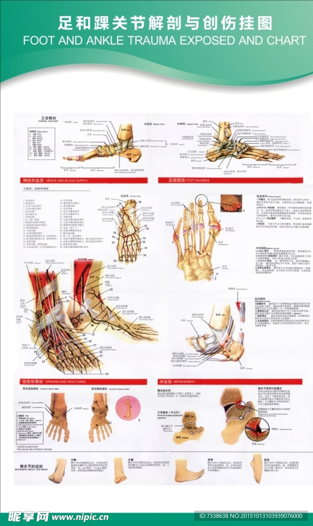 足和踝关节解剖与创伤挂图