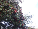 山楂树