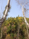 山林