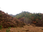 山坡