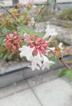 花与蜂