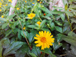 小雏菊
