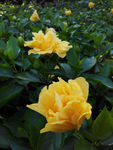 山茶花