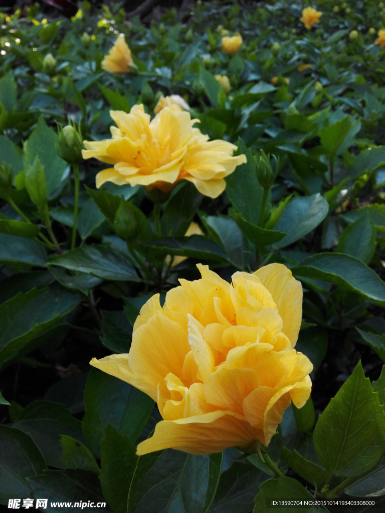 山茶花