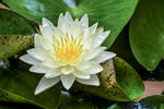 白色莲花