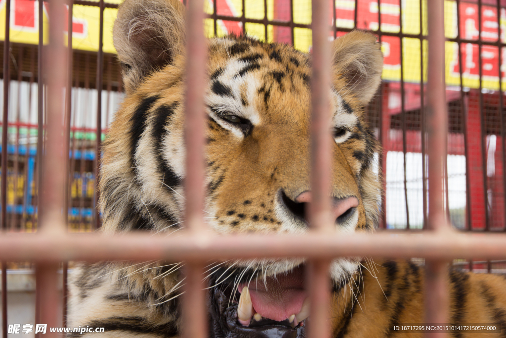 牢笼中的老虎