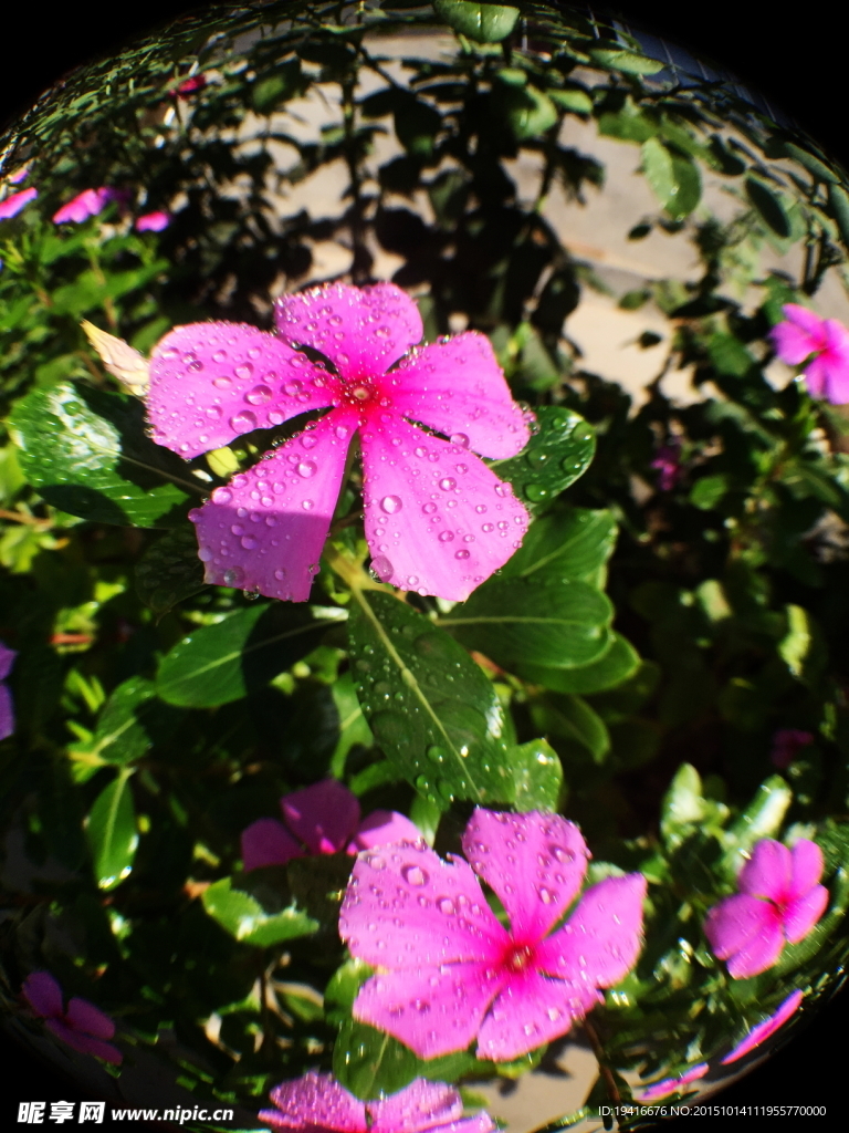 长春花