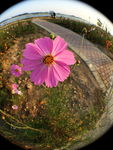波斯菊